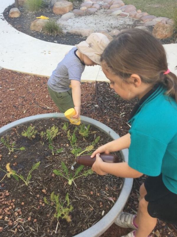 Sonas Coolbellup – Taking Care of our Veggie Garden