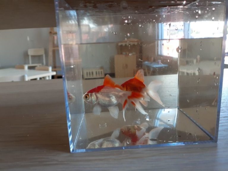 Sonas Atwell – Cleaning Our Fish Tank 