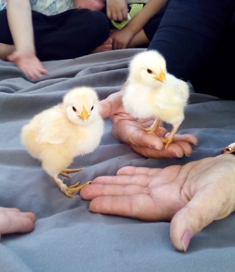 Sonas Dayton – Welcome Theo And Fluffy!