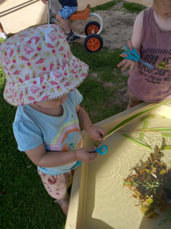 sonas-midland-tree-curring (2)