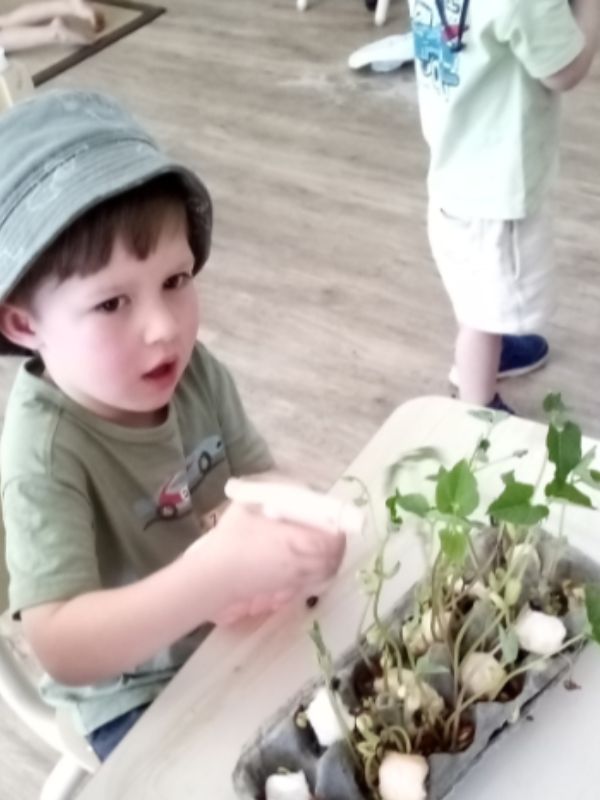 sonas-bayswater-watering-seedling (1)