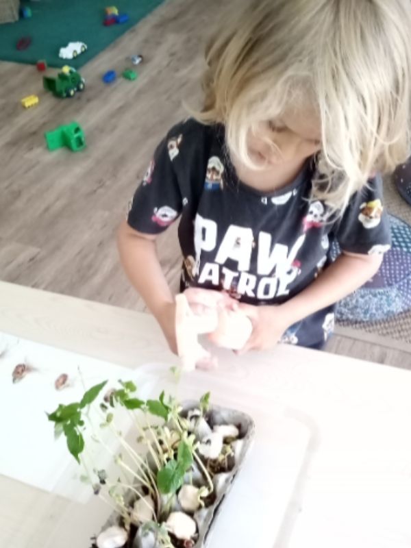 sonas-bayswater-watering-seedling (2)