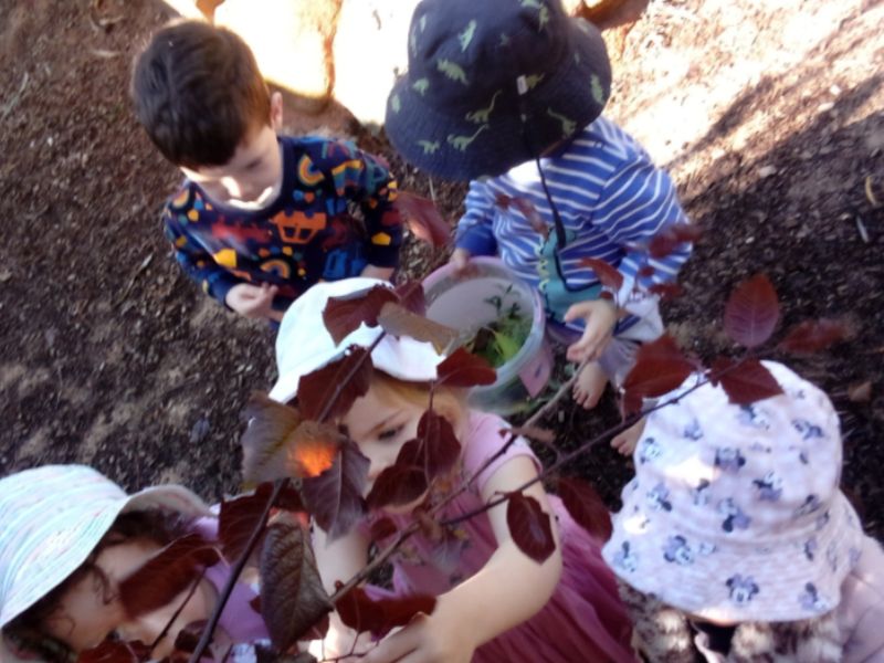 sonas-karrinyup-nature-hunt (11)