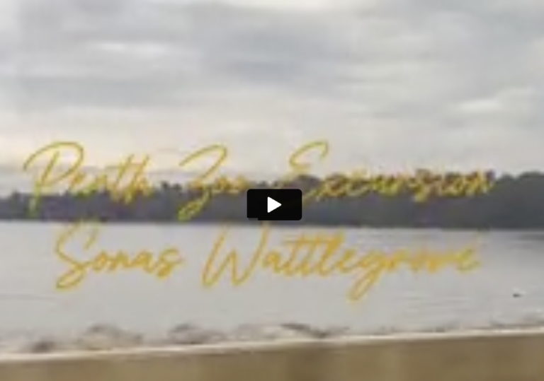 Sonas Wattle Grove – Vacation Care fun 