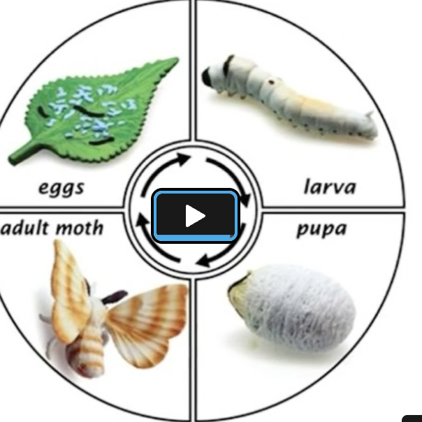Sonas Baldivis North – Silk Worm Life Cycle 