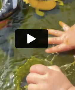 Sonas Gosnells –  Ocean Animal Sensory Tray